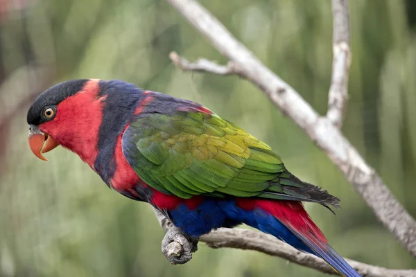 Preto tampado lory — Fotografia de Stock