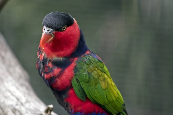 Zwarte afgetopte lory — Stockfoto