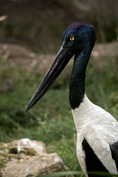 Australian black-necked stork — Stock Photo, Image