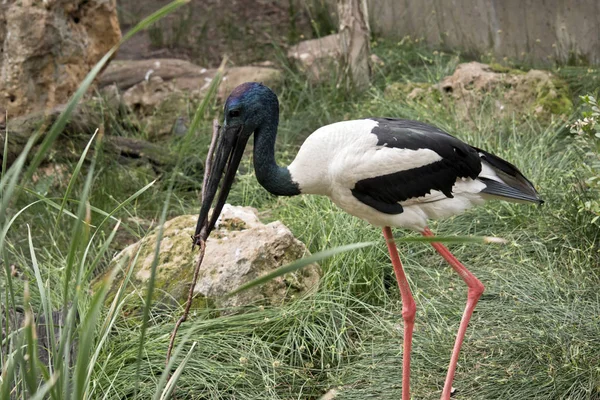 Australian black-necked stork — Stock Photo, Image