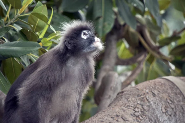 Macaco-de-folhas-escuras — Fotografia de Stock