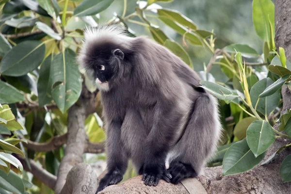 Macaco-de-folhas-escuras — Fotografia de Stock