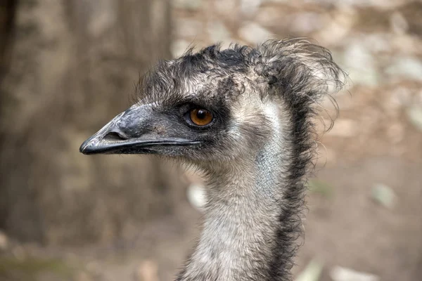 Australský emu zblízka — Stock fotografie