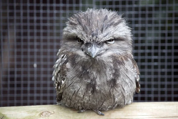 Tawny frogmouth de cerca — Foto de Stock