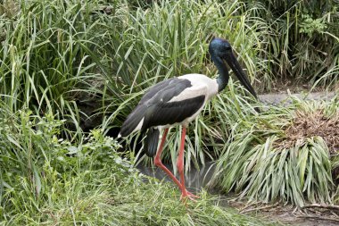siyah boyunlu leylek
