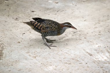 Buff şeritli demiryolu