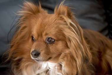 Pomeranian uzun hared chihuahua x 