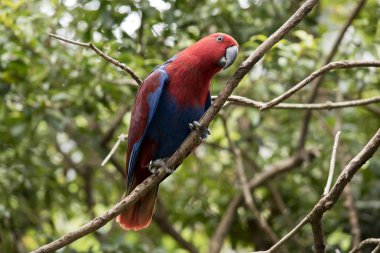dişi eclectus papağanı