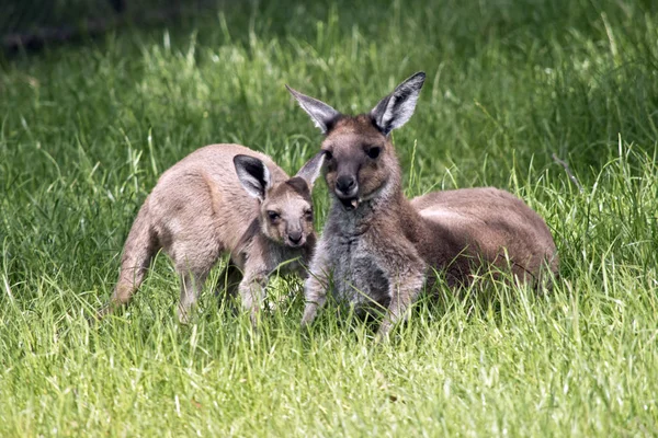 Canguro gris oriental y joey — Foto de Stock