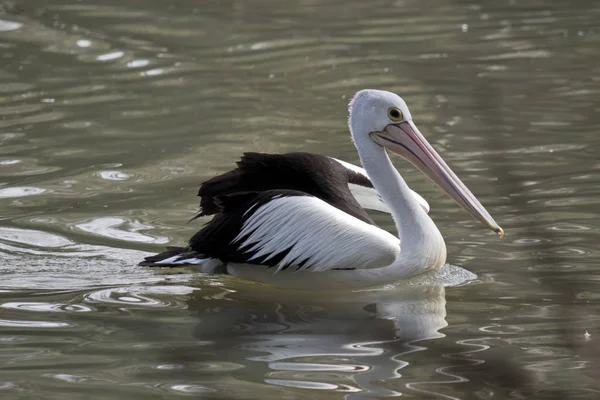 Pelikan-Seitenansicht — Stockfoto