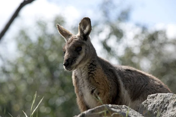 Sarı ayaklı rock wallaby — Stok fotoğraf