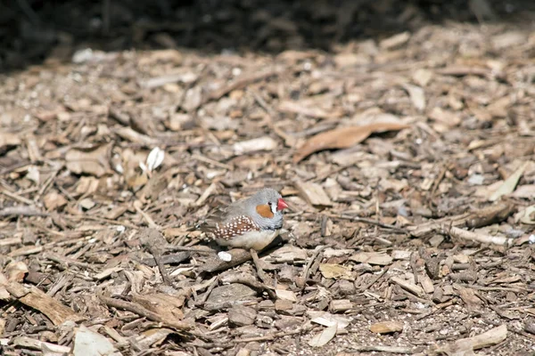 Zebra finch yere — Stok fotoğraf