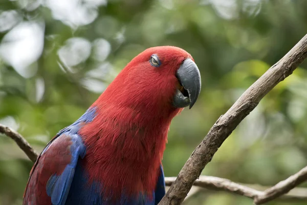 Eclectus papegaai dicht omhoog — Stockfoto