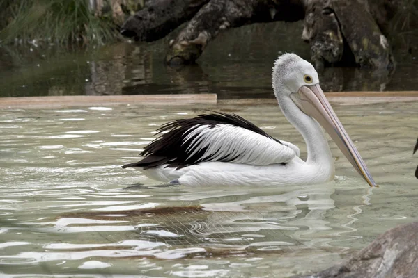 Pelican gros plan — Photo