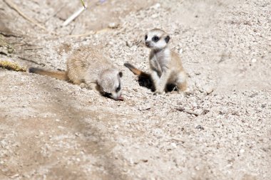 meerkat pups oynarken