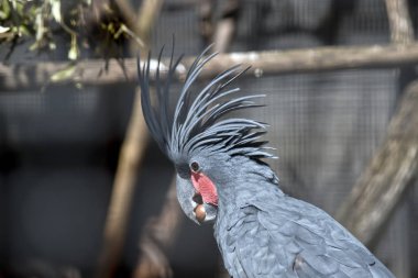 Palm papağan yakın çekim