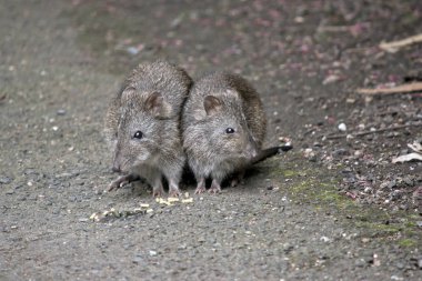 iki uzun burun potoroos