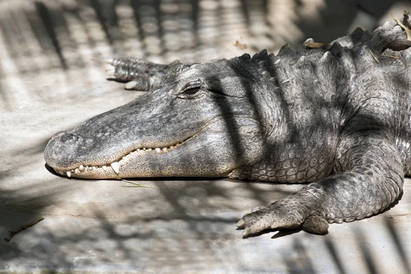Aligator w cieniu — Zdjęcie stockowe