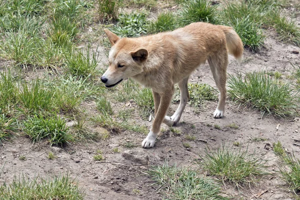 Dingo vahşi bir köpek — Stok fotoğraf