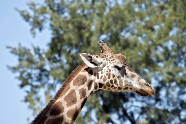 Girafa de perto — Fotografia de Stock