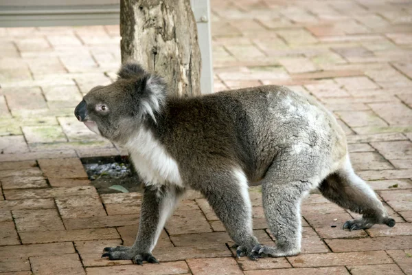 Widok z boku Koala — Zdjęcie stockowe