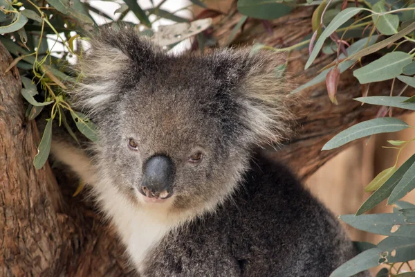 Koala zblízka — Stock fotografie