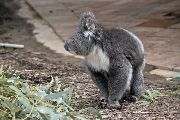Koala aus nächster Nähe — Stockfoto