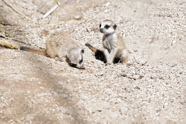 Cachorros de suricata jugando — Foto de Stock