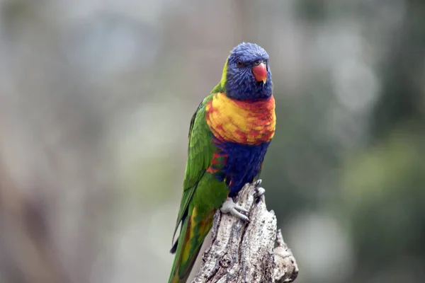 Rainbow lorikeet bird — Stock Photo, Image