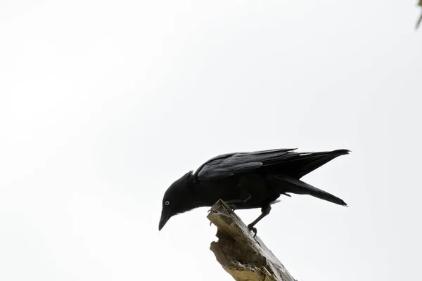 Corvo australiano empoleirado — Fotografia de Stock