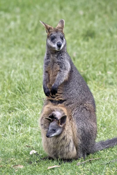 Pântano wallaby com joey — Fotografia de Stock