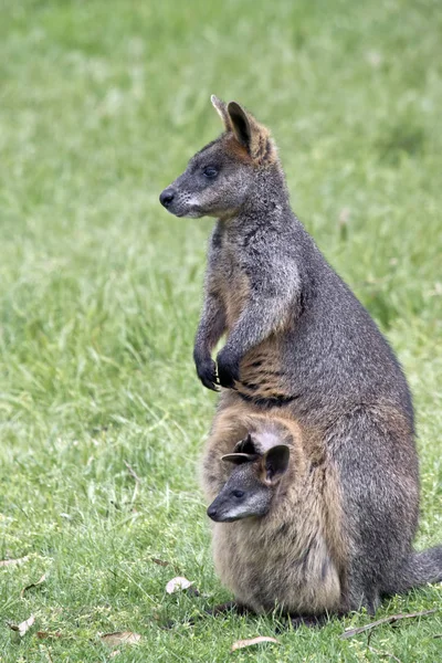 Marais wallaby avec joey — Photo