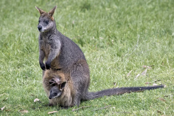 Sumpfwallaby mit Joey — Stockfoto