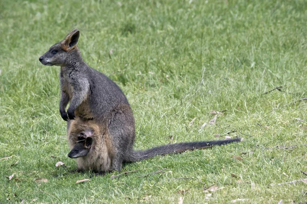 Mocsári kenguru, a joey — Stock Fotó
