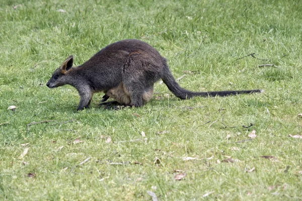 Wallaby palude con joey — Foto Stock