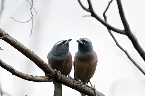 Golondrina blanca de cejas — Foto de Stock