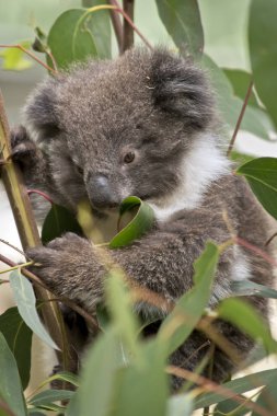Joey koala yakın çekim