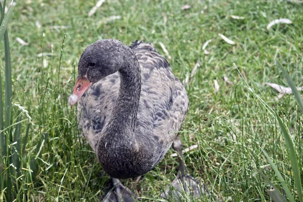 Cygnet közelről — Stock Fotó