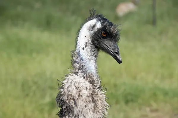 Australischer emu aus nächster nähe — Stockfoto