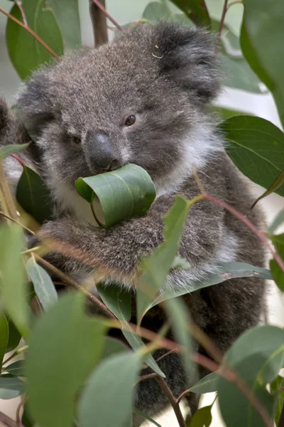 Koala joey eten — Stockfoto