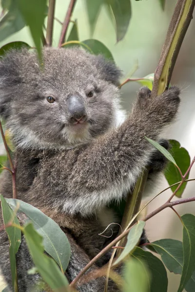 Joey koala z bliska — Zdjęcie stockowe