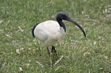 Beyaz Ibis yan görünüm