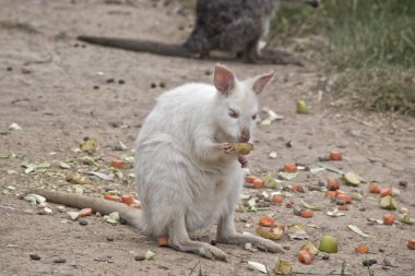Albino tammar kanguru