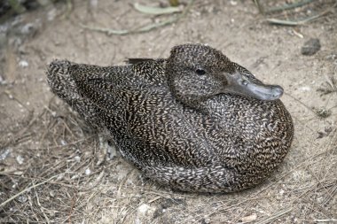 çilli ördek yakın çekim