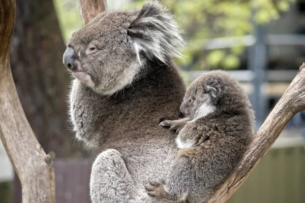 Koala és joey — Stock Fotó