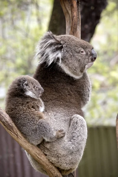 Koala y joey — Foto de Stock