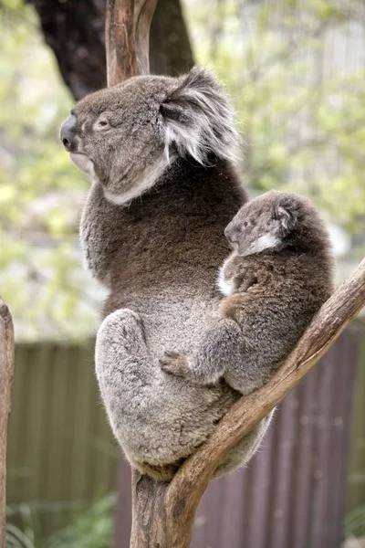 Koala y joey — Foto de Stock