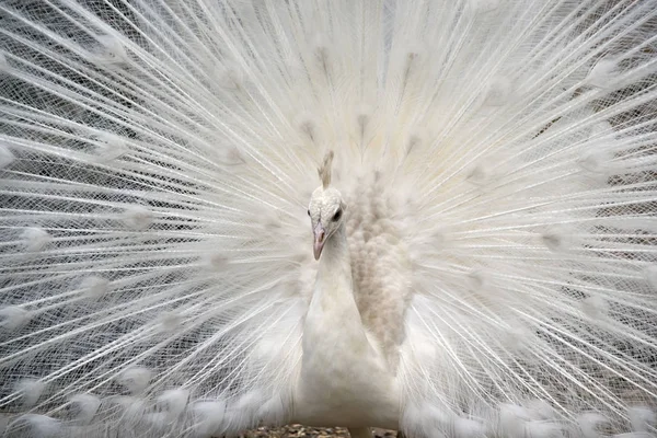 Exhibición blanca del apareamiento del pavo real — Foto de Stock