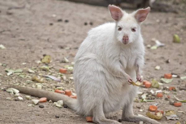 Albino Tammarwallabie — Stockfoto