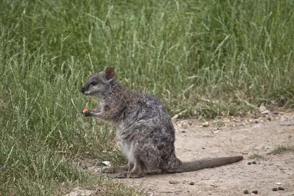 Zeldzame Tammarwallabie — Stockfoto